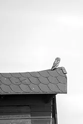 Little Owl (Athene noctua)