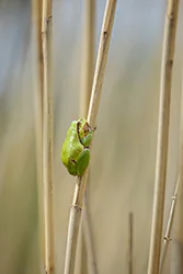 European Tree Frog (Hyla arborea)