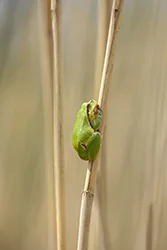 European Tree Frog (Hyla arborea)