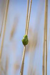 European Tree Frog (Hyla arborea)