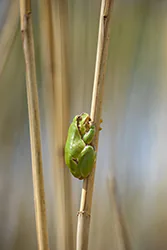 European Tree Frog (Hyla arborea)