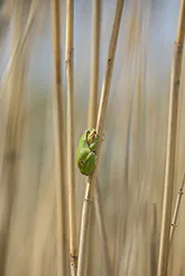 European Tree Frog (Hyla arborea)