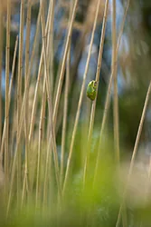 European Tree Frog (Hyla arborea)