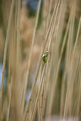 European Tree Frog (Hyla arborea)