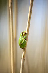 European Tree Frog (Hyla arborea)