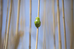 European Tree Frog (Hyla arborea)