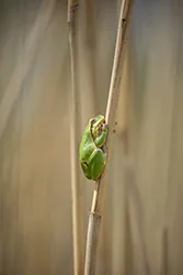 European Tree Frog (Hyla arborea)
