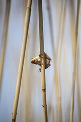 European Tree Frog (Hyla arborea)