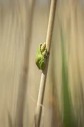European Tree Frog (Hyla arborea)