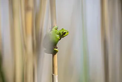 European Tree Frog (Hyla arborea)