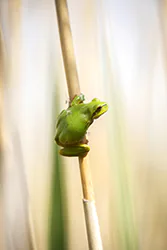 European Tree Frog (Hyla arborea)