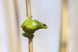 European Tree Frog (Hyla arborea)