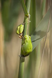 European Tree Frog (Hyla arborea)