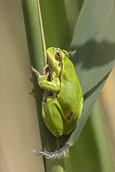 European Tree Frog (Hyla arborea)