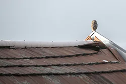 Little Owl (Athene noctua)