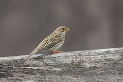 Corn Bunting (Emberiza calandra)