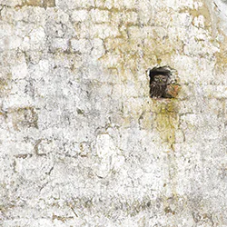 Little Owl (Athene noctua)