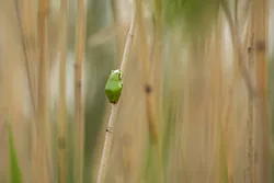 European Tree Frog (Hyla arborea)