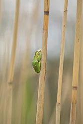 European Tree Frog (Hyla arborea)