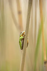 European Tree Frog (Hyla arborea)