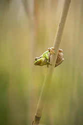 European Tree Frog (Hyla arborea)