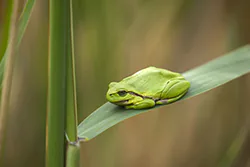 European Tree Frog (Hyla arborea)