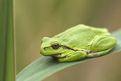 European Tree Frog (Hyla arborea)