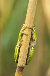 European Tree Frog (Hyla arborea)