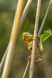 European Tree Frog (Hyla arborea)