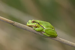 European Tree Frog (Hyla arborea)