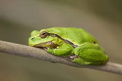 European Tree Frog (Hyla arborea)