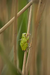 European Tree Frog (Hyla arborea)