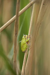 European Tree Frog (Hyla arborea)