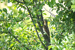 Eurasian Wryneck (Jynx torquilla)
