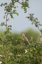 Eurasian Wryneck (Jynx torquilla)