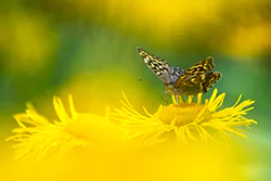 Silver-washed Fritillary (Argynnis paphia)