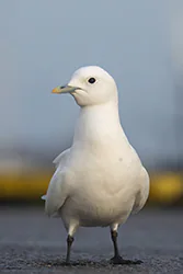 Mewa modrodzioba (Pagophila eburnea)