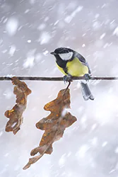 Sikora bogatka (Parus major)