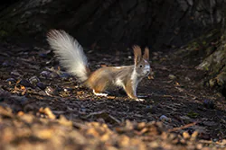 Wiewiórka (Sciurus vulgaris)