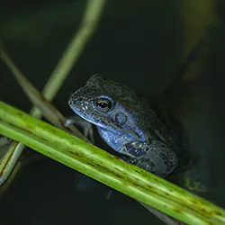 Żaba moczarowa (Rana arvalis)