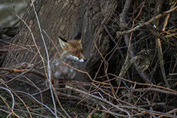 Lis (Vulpes vulpes)