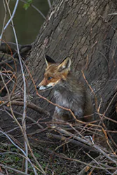 Lis (Vulpes vulpes)