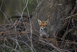 Lis (Vulpes vulpes)
