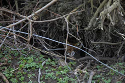 Lis (Vulpes vulpes)