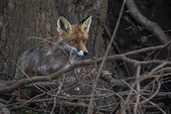Lis (Vulpes vulpes)
