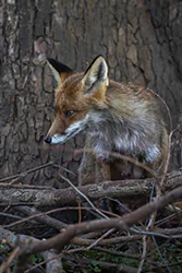 Lis (Vulpes vulpes)