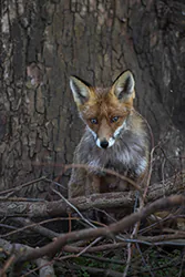 Lis (Vulpes vulpes)