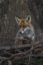 Lis (Vulpes vulpes)
