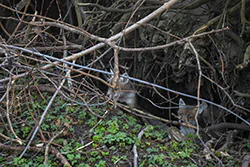Lis (Vulpes vulpes)