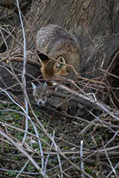 Lis (Vulpes vulpes)